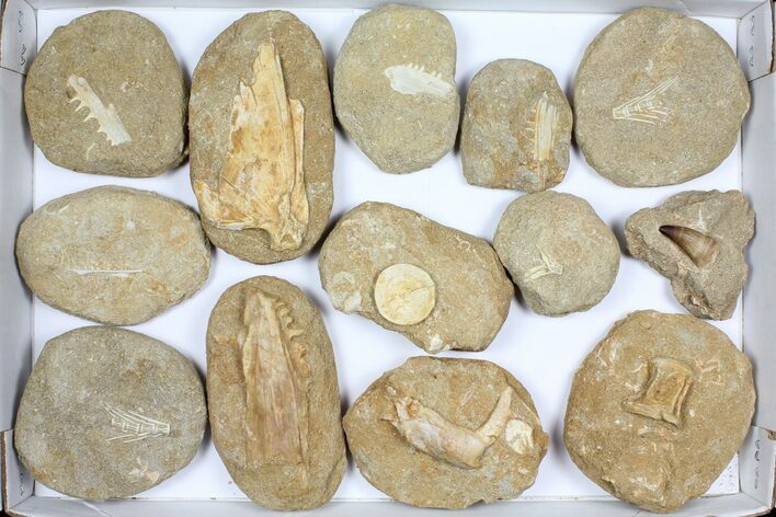 Flat: Cretaceous Marine Vertebrate Fossils - Pieces #96110